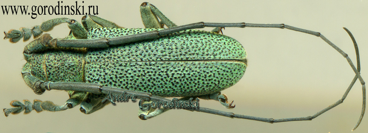 http://www.gorodinski.ru/cerambyx/Tibetobia millegranus.jpg